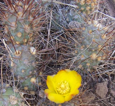 cactus_casa%2064.jpg