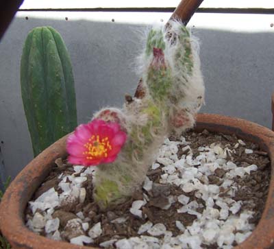 cactus_casa%207.jpg