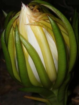 cactus_dama_de_noche.JPG