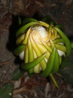 cactus_dama_de_noche1.JPG
