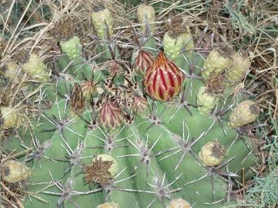 cactus_de_cerca1.JPG
