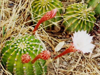 cactus_en_flor1.JPG