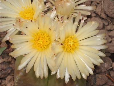cactus_flor_blanca_y_centro_amarillo.JPG
