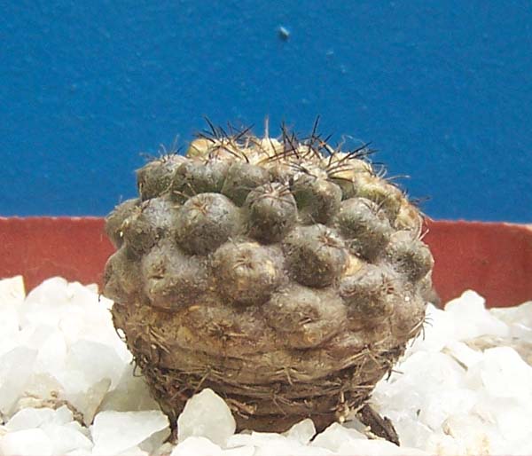 cactus_fondo_azul%2018.jpg