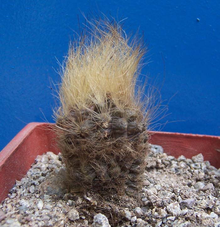 cactus_fondo_azul%203.jpg