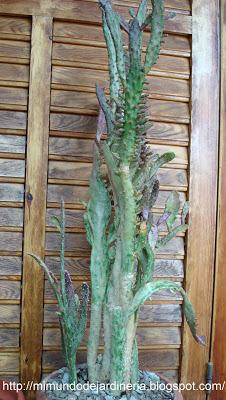 CACTUS_Opuntia_Monacantha_Variegada_Monstruosa_2.jpg