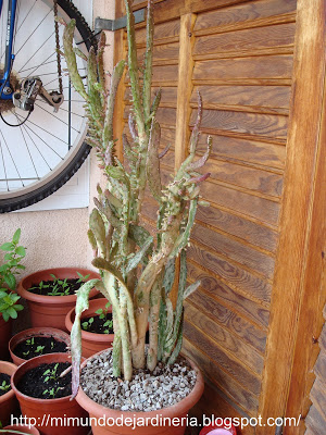 CACTUS_Opuntia_Monacantha_Variegada_Monstruosa_3.jpg