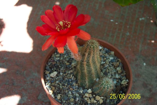 cactus_oscar_014.jpg