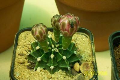 cactus_oscar_022.jpg