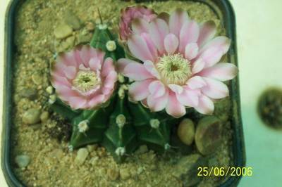 cactus_oscar_026.jpg