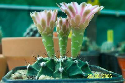 cactus_oscar_027.jpg