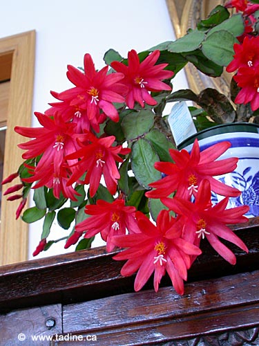 cactus_paques003.jpg