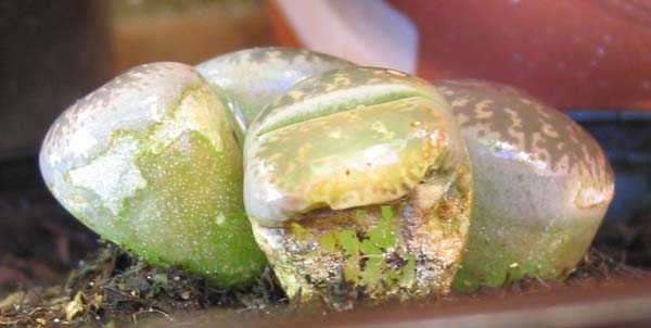 cactus_piedra2_foro.jpg