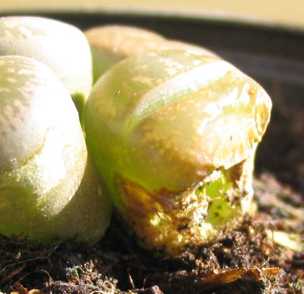 cactus_piedra_foro.jpg