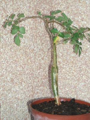 cactus_sin_identificar.JPG
