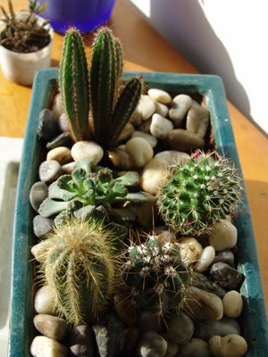 cactusB.jpg