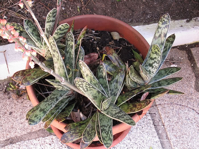 CACTUSBICOLOR.jpg