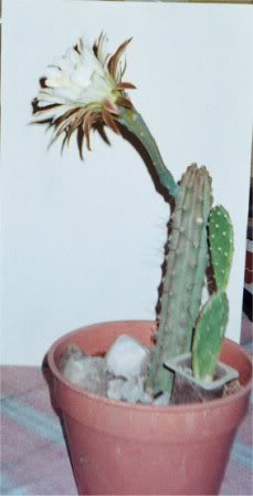 cactuscflor.jpg