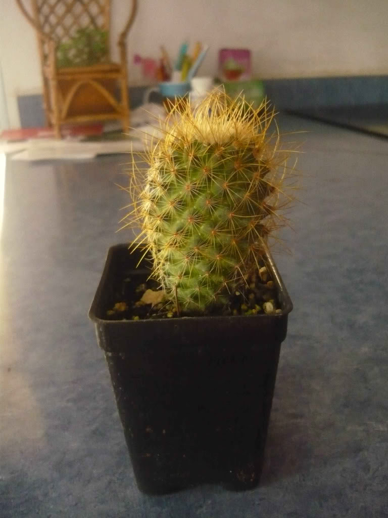 cactuscompressed.jpg