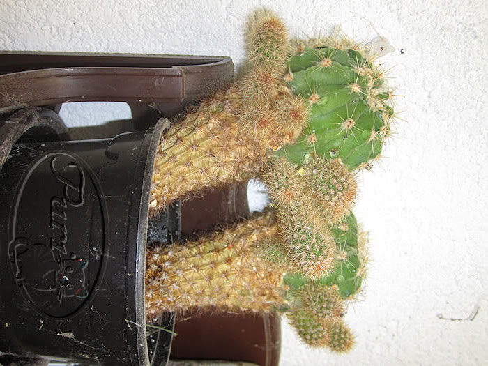 CACTUSDEFLORGRANDEROSAPALIDO.jpg