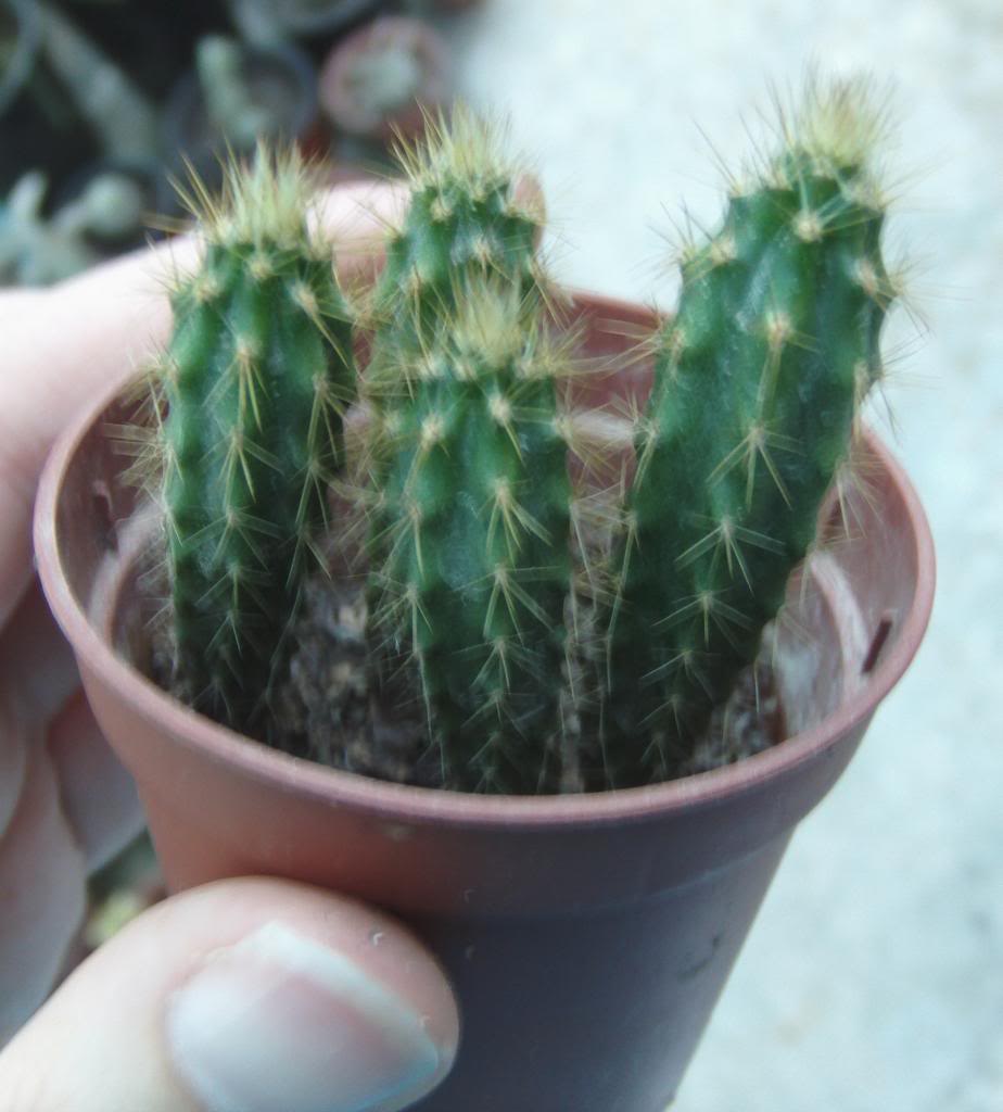 CACTUSDESEMILLAGRANDES_zpsb5ba2c12.jpg