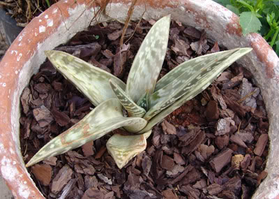 cactusE.jpg