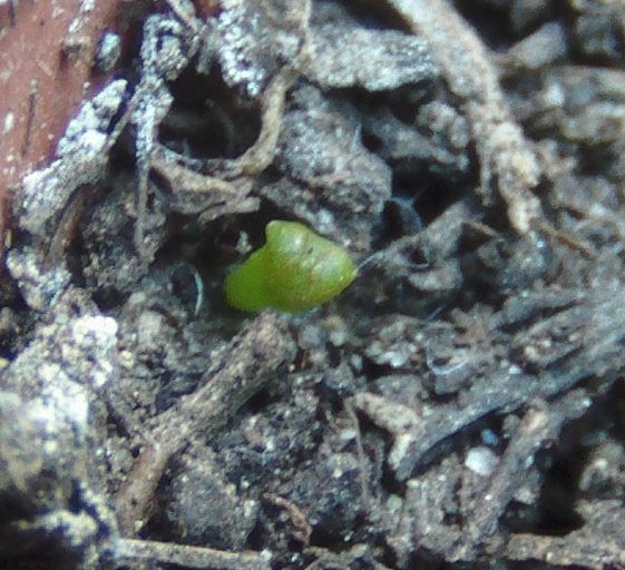 cactusemilla2_zpsf5099a5e.jpg