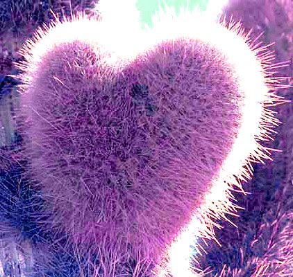 cactusencoeur.jpg