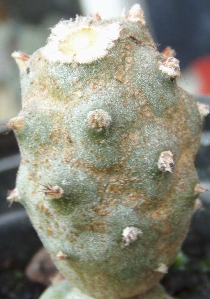 cactusenfermo4_zps67a6aca4.jpg