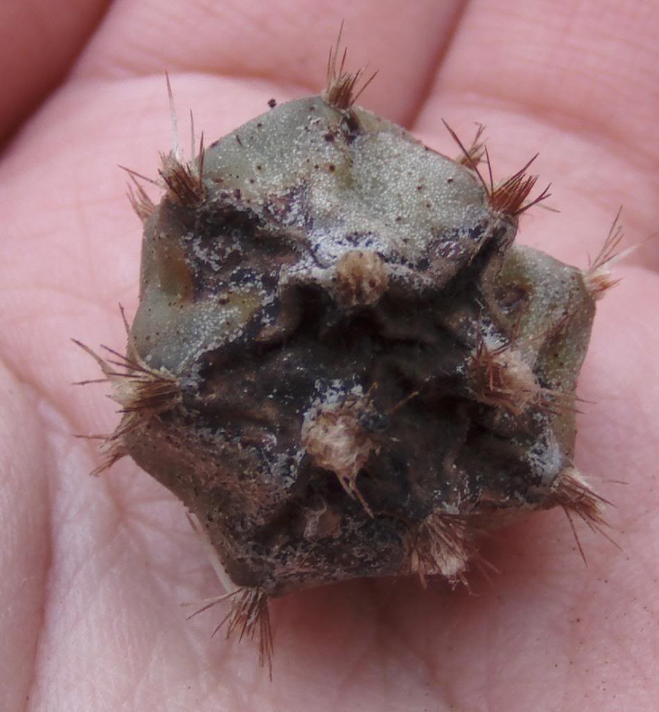 cactusenfermo_zpsb6f8185f.jpg