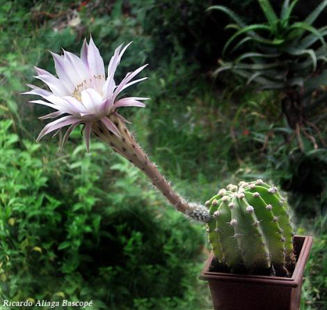 CactusEnFlor.Blog_..jpg