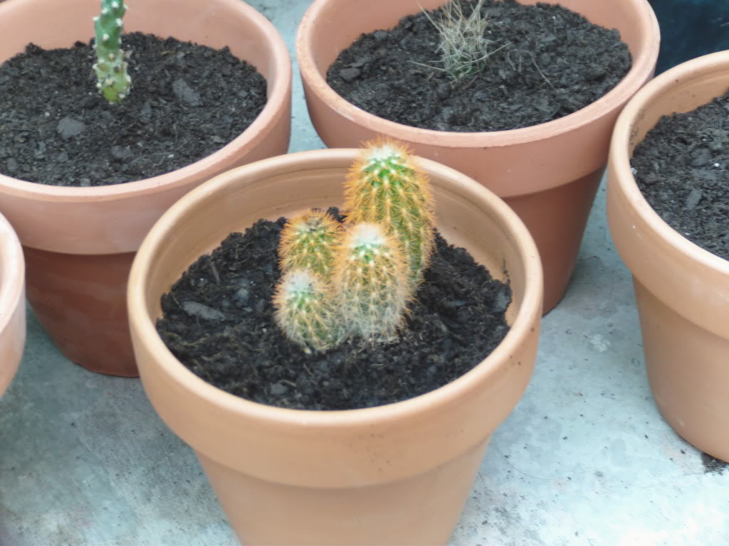 Cactusespinascolores.jpg