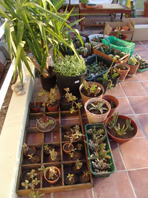 cactusfirstround01.jpg