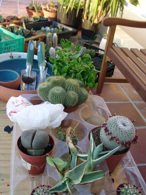 cactusfirstround02.jpg