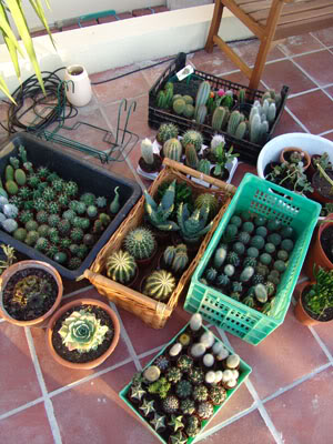 cactusfirstround03.jpg