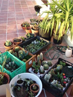 cactusfirstround04.jpg