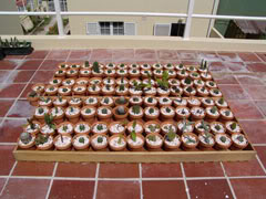 cactusfirstround1small.jpg