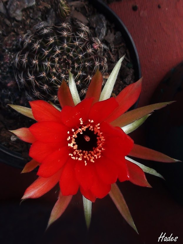 cactusflor2.jpg