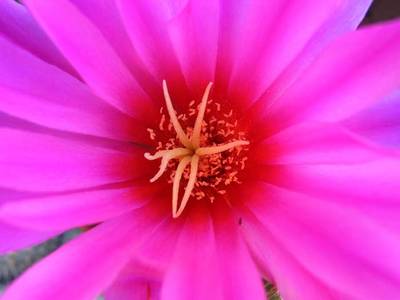 cactusflor3.jpg
