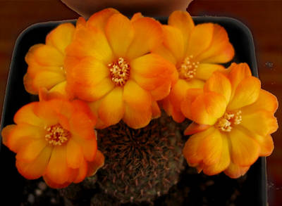 cactusflor4.jpg