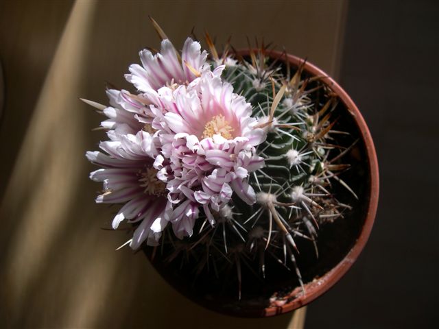 cactusflor_004.jpg