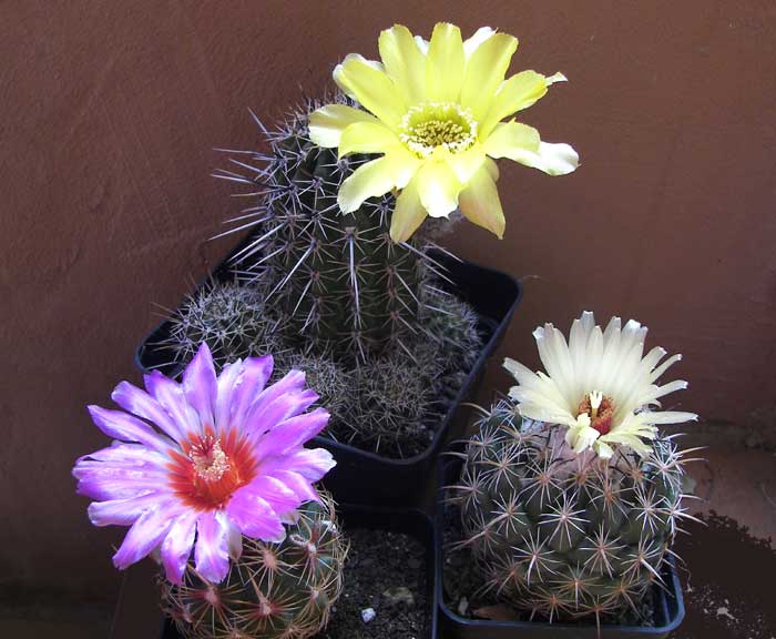 cactusflores1.jpg