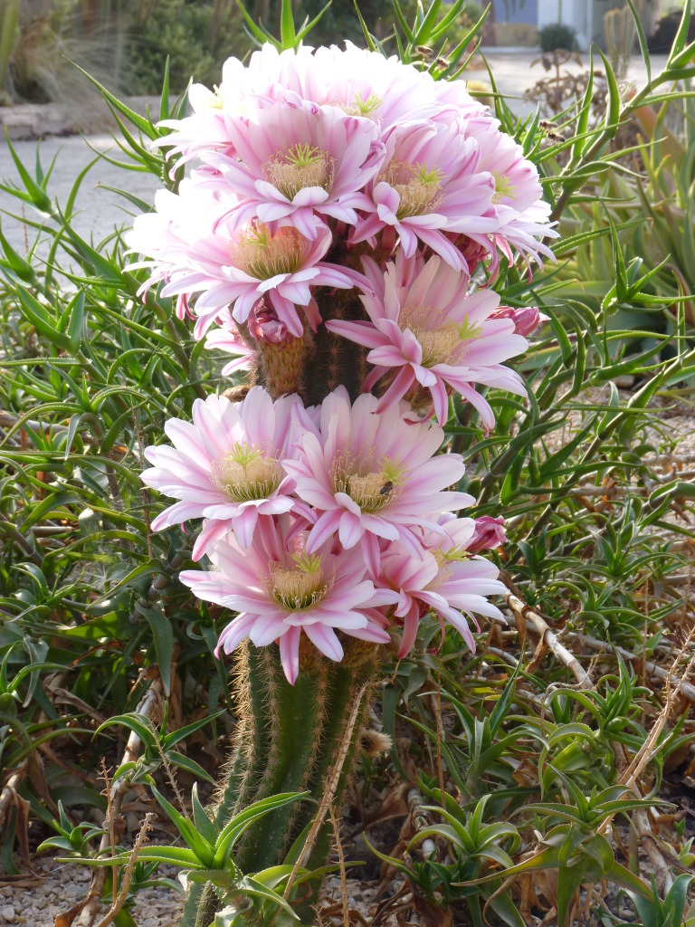 Cactusflowers002.jpg