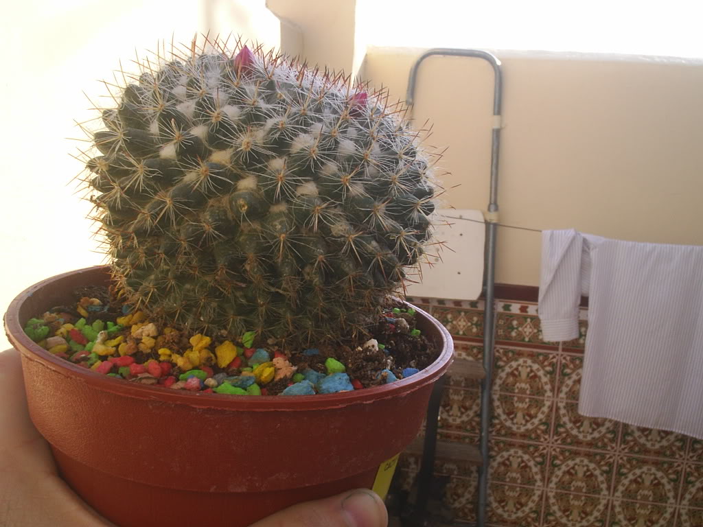 cactusfungui.jpg
