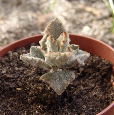 cactusG.jpg