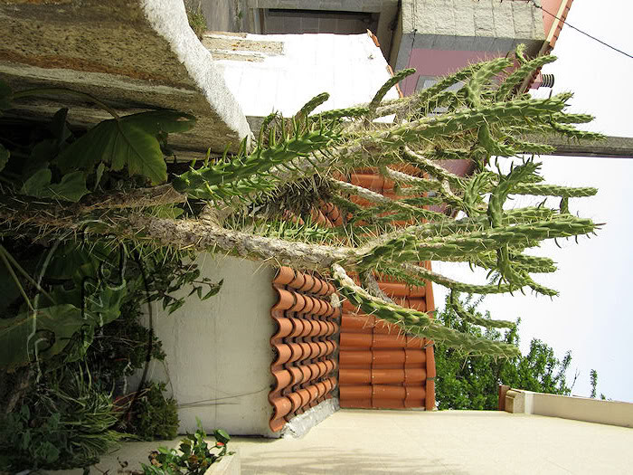 CACTUSGIGANTE.jpg