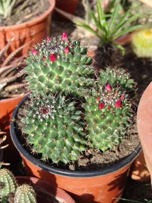 cactusH.jpg