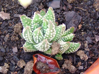 cactusI.jpg