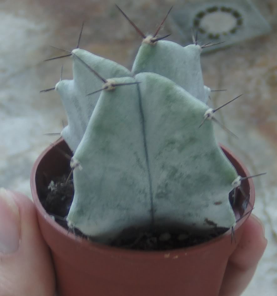 cactusid.jpg