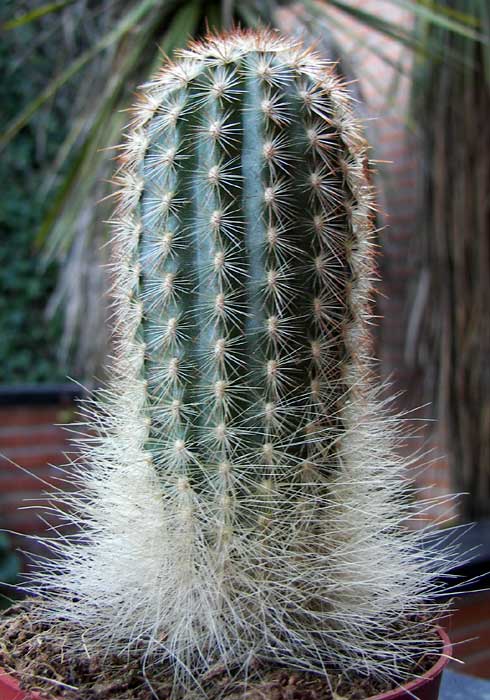 cactusident.jpg